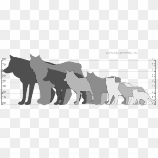 Picture Freeuse Stock Bobcat Clipart Lynx - Lynx Cat Size Comparison, HD Png Download