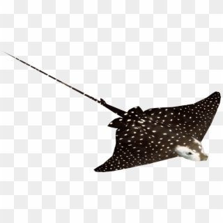 Spotted Eagle Ray , Png Download - Pull Fish Out Of Water, Transparent Png