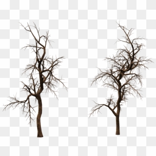 Old Tree Transparent, HD Png Download