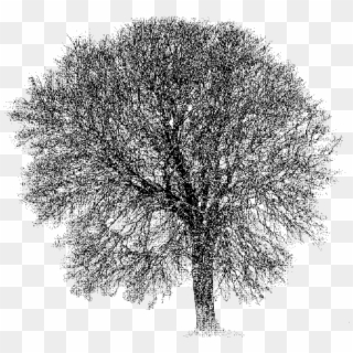 This Tree Is Approximately 100 Years Old - Plane-tree Family, HD Png Download