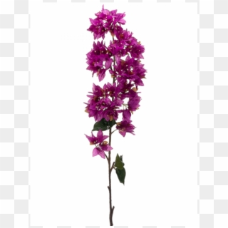 43 Bougainvillea Spray Orchid - Artificial Flower, HD Png Download
