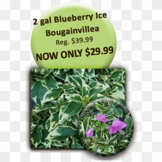 2 Gal Blueberry Ice Bougainvillea - Professor Edward Burger, HD Png Download