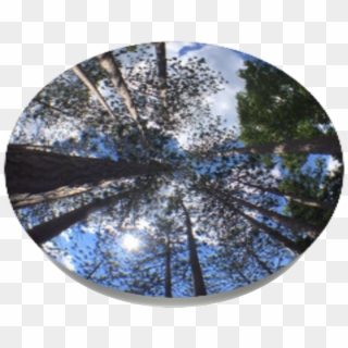 Old Growth Pine, Popsockets - Circle, HD Png Download