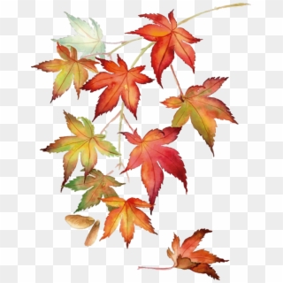 Japanese Maple Leaves Wall Sticker - Japanese Maple Watercolor, HD Png Download