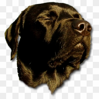 Doghead - Labrador Retriever, HD Png Download