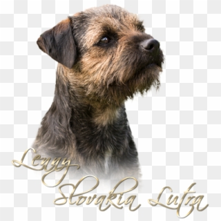Lenny - - Border Terrier, HD Png Download