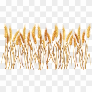 Free Png Wheat Png Images Transparent - Wheat Clipart, Png Download