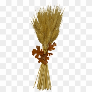 Free Png Wheat Png Images Transparent - Pine, Png Download