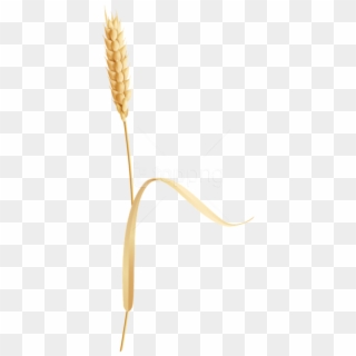 Free Png Wheat Png Images Transparent - Wheatear Png, Png Download