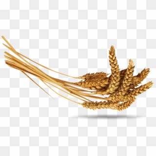Wheat Png, Transparent Png