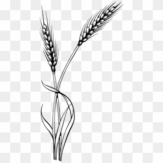Thin Circle Design Of Wheat Icon Royalty Free Vector, HD Png Download