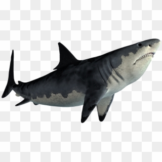 Picsart Shark , Png Download, Transparent Png