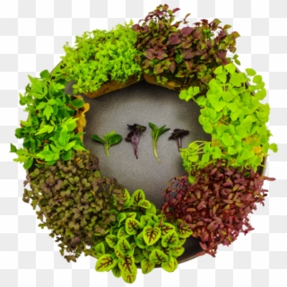 Microgreens - Wreath, HD Png Download