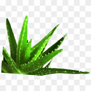 Aloe Vera To The Rescue, HD Png Download