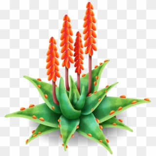 Aloe Vera Png - Aloe Flower Png, Transparent Png