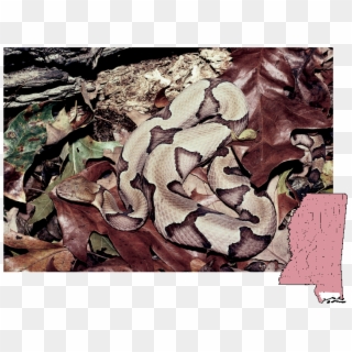 Copperhead Agkistrodon - Northern Copperhead, HD Png Download