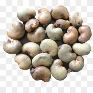 Export Quality Dried Raw Cashew Nuts - Raw Cashew Nut Ghana, HD Png Download