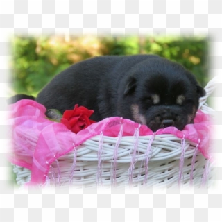 Black Shiba Inu Puppies, HD Png Download