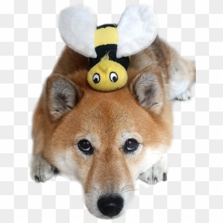 Shiba Inu Dog With Bee - Shiba Inu Bee, HD Png Download