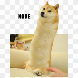 Noge Shiba Inu Akita 2048 Dog Dog Like Mammal Dog Breed - Noge Doge, HD Png Download