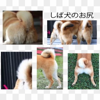 Shiba Inu - Ancient Dog Breeds, HD Png Download