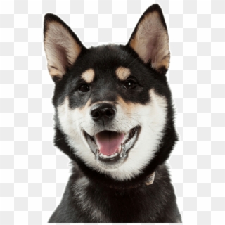 Basenji Puppies Dogs Shiba Inu - Dog Yawns, HD Png Download