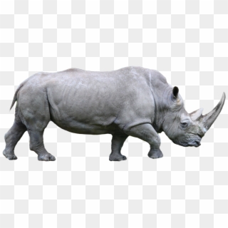 Rhino Png, Transparent Png
