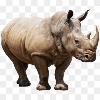 Animals - Rhinoceros - Rhino Png, Transparent Png