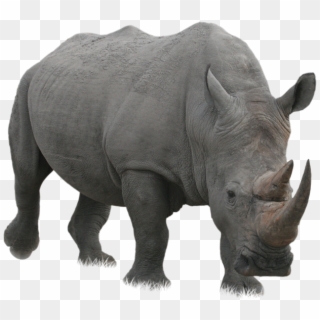 Rhino Png - Rhinoceros Png, Transparent Png