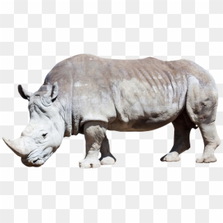 Rhino Png - White Rhino Png, Transparent Png