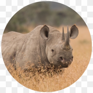 Africa - Black Rhinoceros, HD Png Download