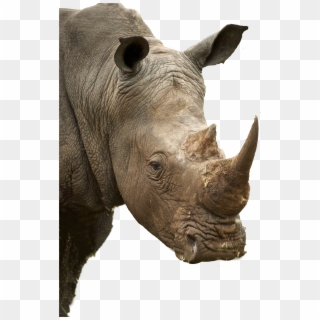 Rhino Profile, HD Png Download