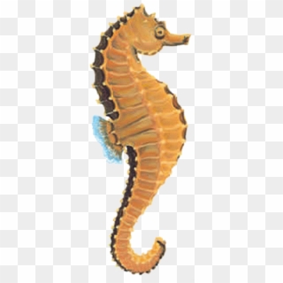 Download Free Seahorse - Real Sea Horse Png, Transparent Png