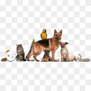 Dogs And Cats And Birds, HD Png Download