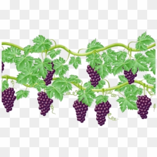 Vine Clipart Raspberry - Grape Vines Clip Art, HD Png Download