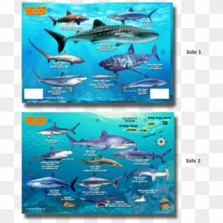 Franko Maps Virgin Islands Sharks Rays Creature Guide - Florida Sharks, HD Png Download