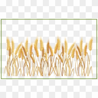 Sunbeams Png - Clipart Transparent Background Wheat, Png Download