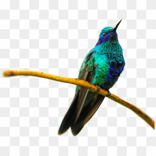 Tourism - Hummingbird, HD Png Download