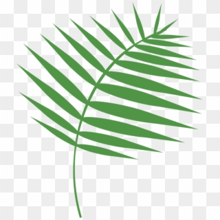 Graphic Palm Palm Sunday Holy Week Lent - Palm Graphic, HD Png Download