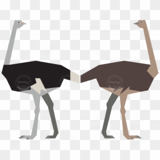 Male And Female Ostrich - Png Ostrich Illustration, Transparent Png