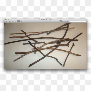 This Is My Drawing Of My Twigs, HD Png Download