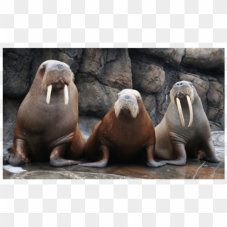 Pacific Walruses Housed At Six Flags Discovery Kingdom, HD Png Download