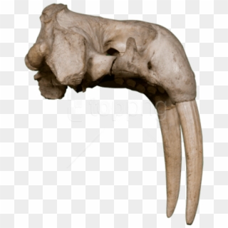 Download Walrus Image Png Images Background - Bone, Transparent Png