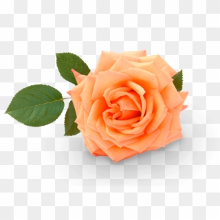 Rose - Pastel Orange Flower Png, Transparent Png