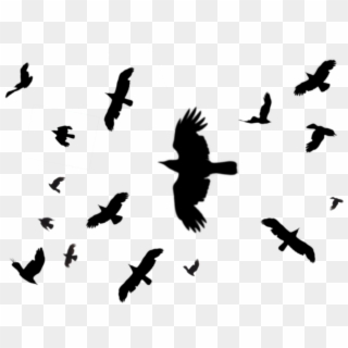 Black Birds Png - Raven Crows Flying Silhouette, Transparent Png