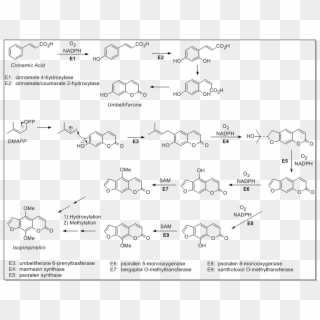 File - Chem257 - 2 - Dicoumarol Biosynthesis, HD Png Download