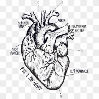 Tattoo , Png Download - Biological Heart Drawing, Transparent Png