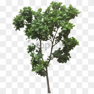 Free Png Ficus Lyrata Tree Png Image With Transparent - Ficus Lyrata Tree Png, Png Download
