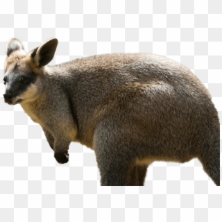 Northern Swamp Wallaby Featured Min, HD Png Download
