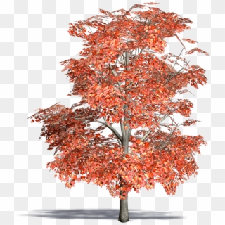 Red Maple, Swamp Maple, HD Png Download